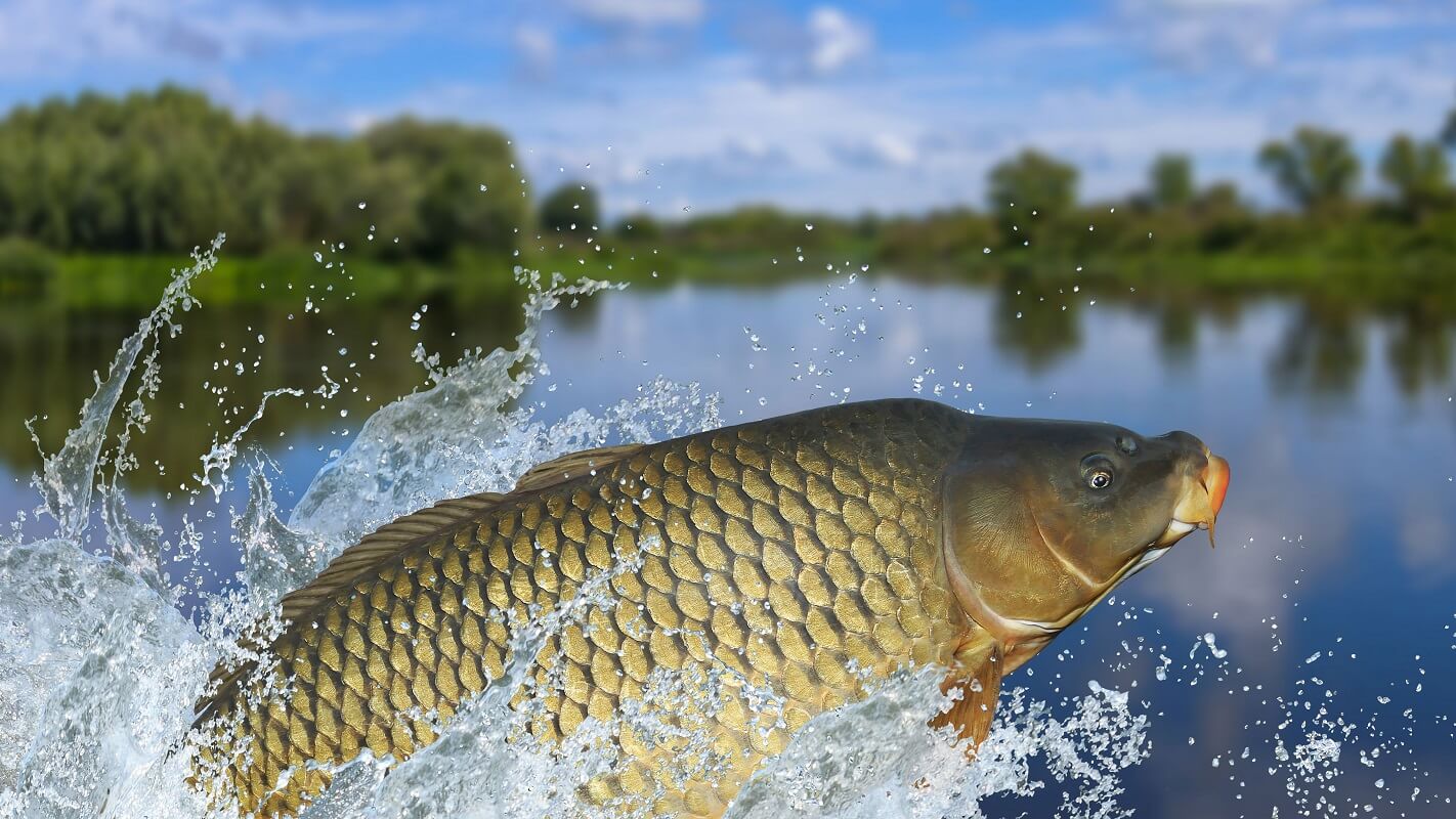Sazan Balığı nasıl tutulur? Sazan Balığı ne yer? Sazan Balığı kışın tutulur mu? Sazan Balığı kaç kilo olur? Sazan Balığı nerelerde yaşar?  Sazan Balığı nasıl pişirilir?