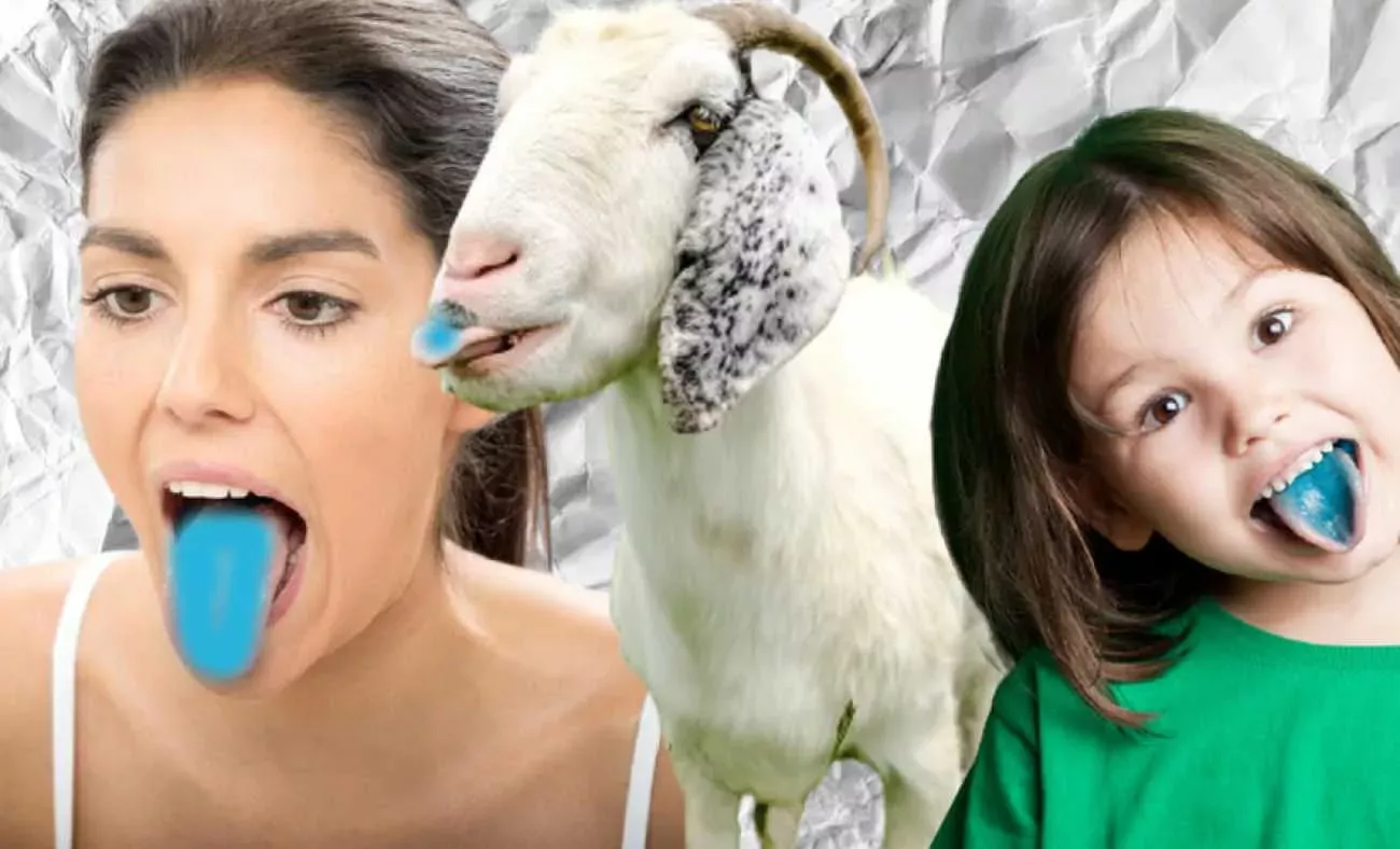 Mavi Dil Hastalığı nedir? Mavi dil hastalığı nasıl yayılır? Mavi Dil Hastalığı nerelerde görülür? Mavi dil hastalığının belirtileri nelerdir? Mavi dil hastalığının tedavisi nedir?