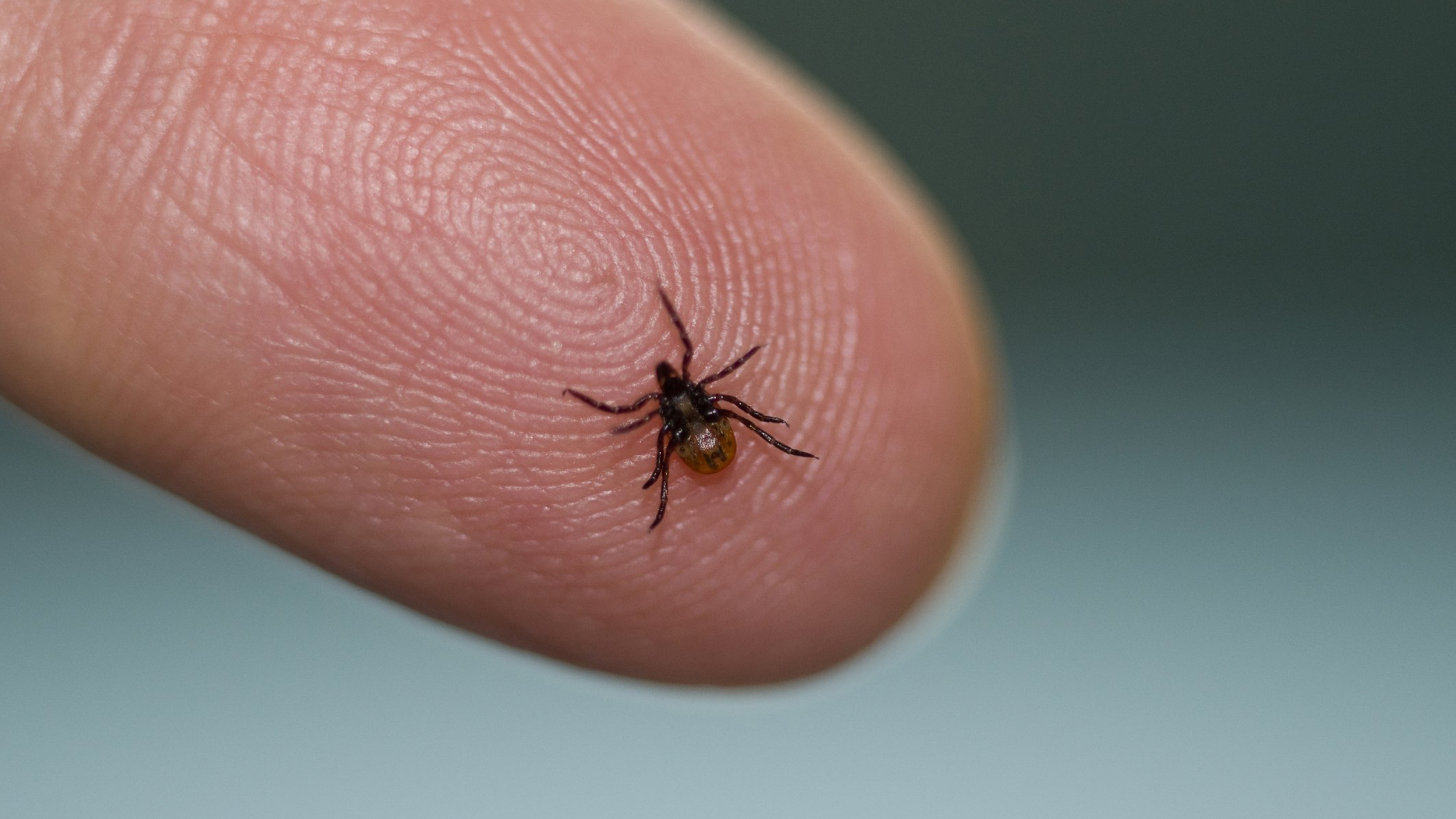 Lyme Hastalığı nedir? Lyme hastalığının nedenleri nelerdir? Lyme hastalığının belirtileri nelerdir?