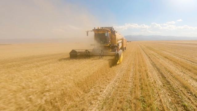 Kuraklığa dayanıklı çeşitlerin ekimi yaygınlaştırılıyor